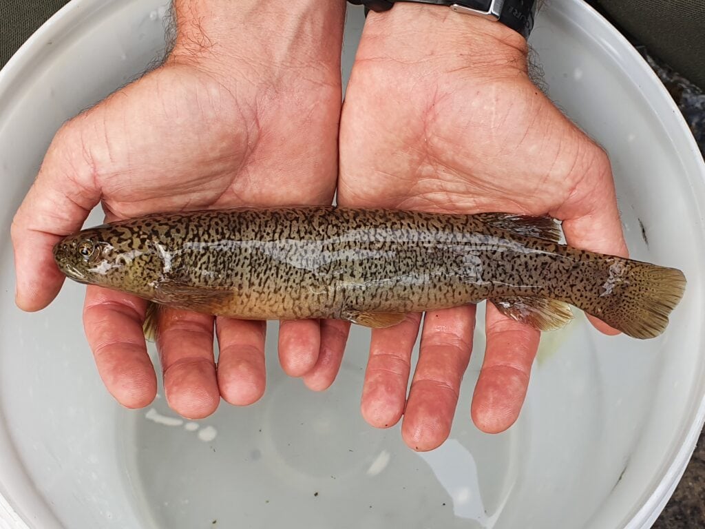 Fish held in scientists hand