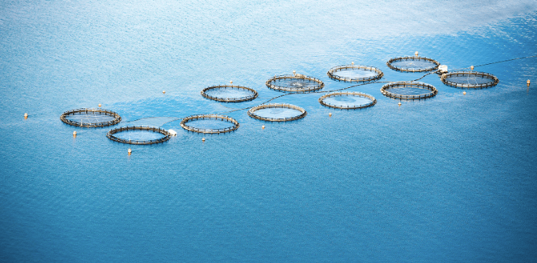 Open sea water aquaculture site - farming fin fish