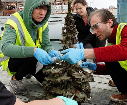 biosecurity scientists checking mussel ropes