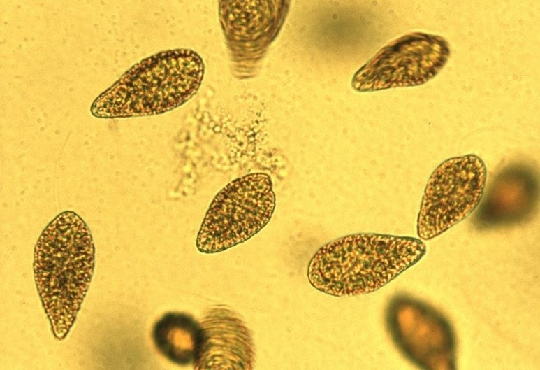 Harmful Algae Chattonella