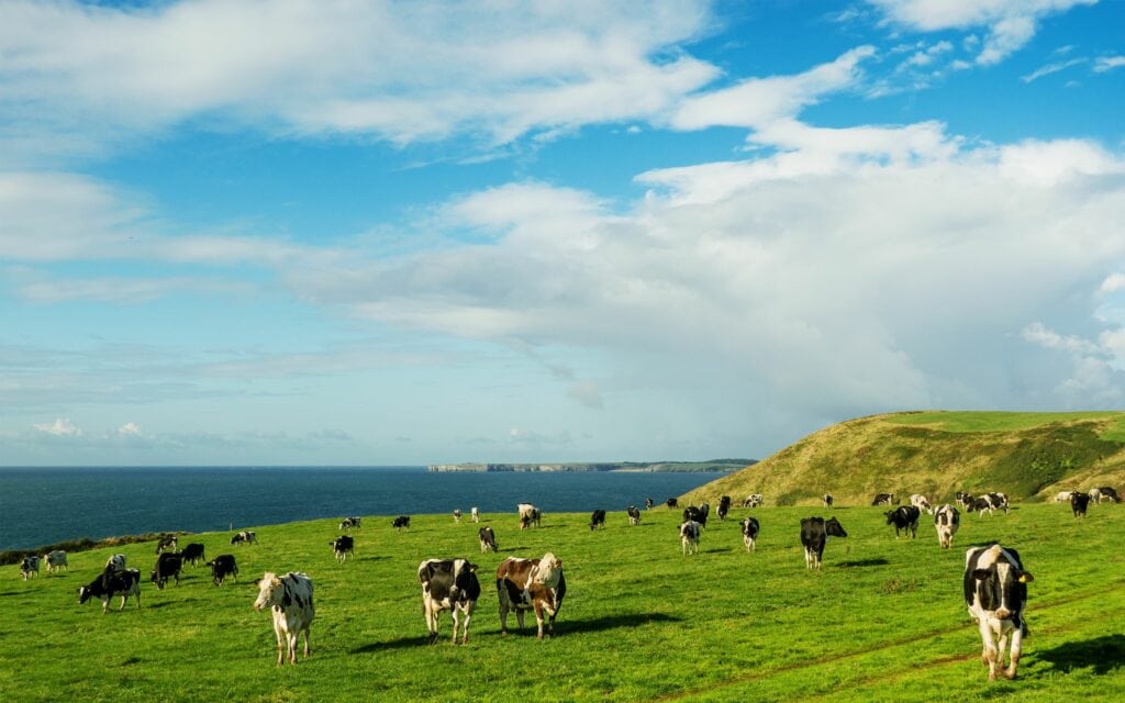 Cows in field on cliff over looking bay