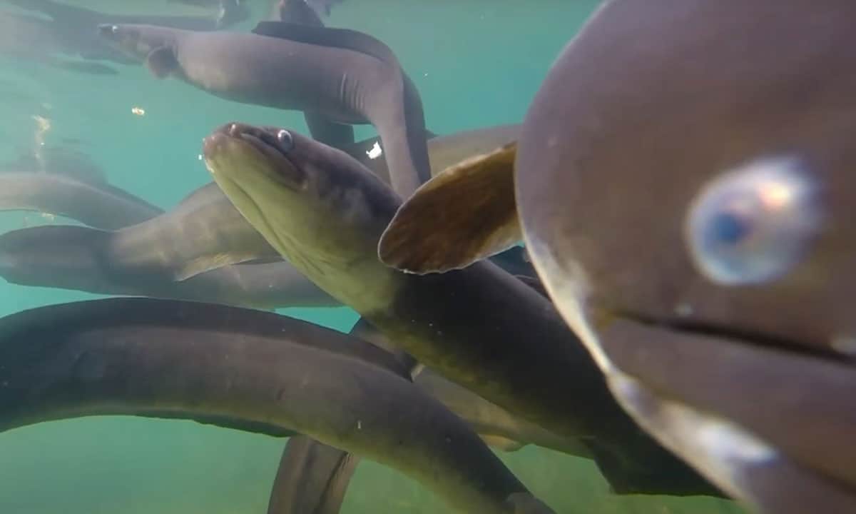 Tun (eels) underwater